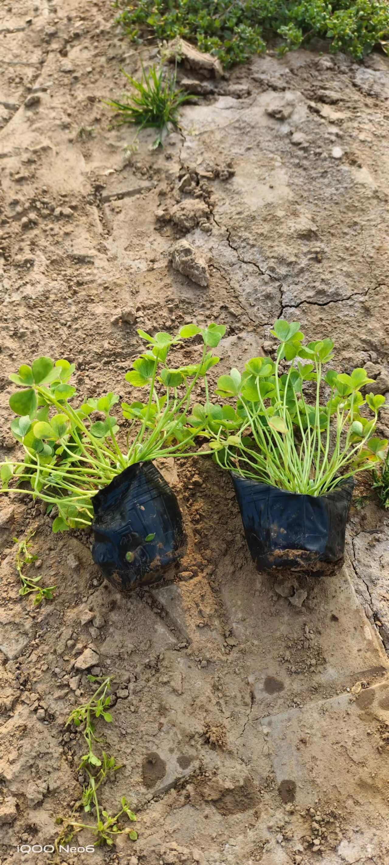 綠葉紅花醡漿草，紫葉白花醡漿草，炸醬草，榨漿草，