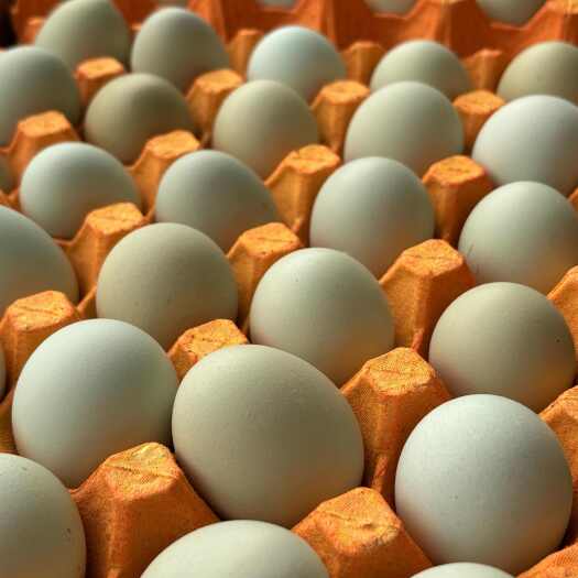 京山市鸡场直发直供精选绿壳蛋  乌鸡蛋