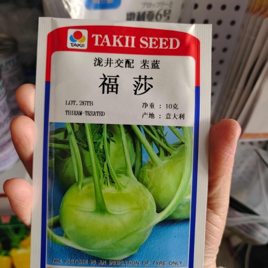 苤蓝种子早熟春秋种植口感脆甜抗病性强浅绿色扁圆球苤蓝种子