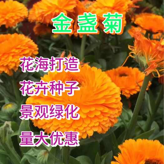苏州金盏菊种子四季长青花种子大金盏菊花种子长生菊花籽四季花草庭院