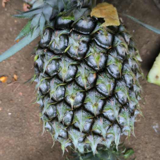 徐闻县香水菠萝