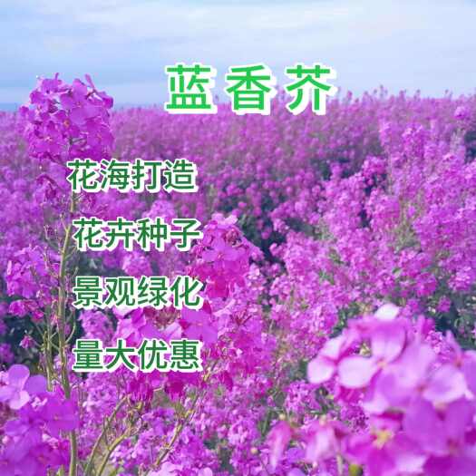 苏州蓝香芥花种籽子，欧亚香花芥，四季播种多年生花种籽景观花海花卉