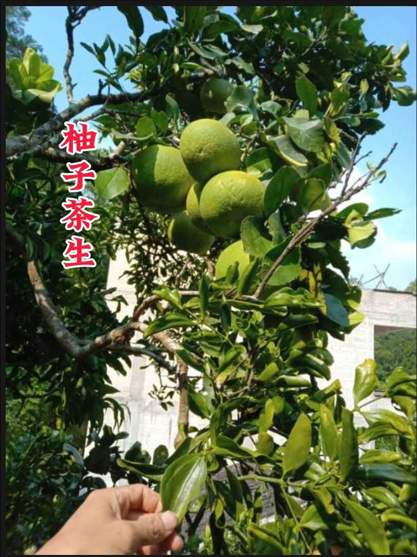 柚子寄生
