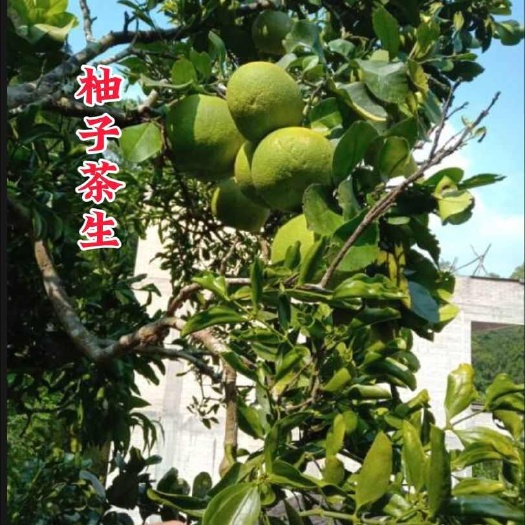 岑溪市柚子寄生