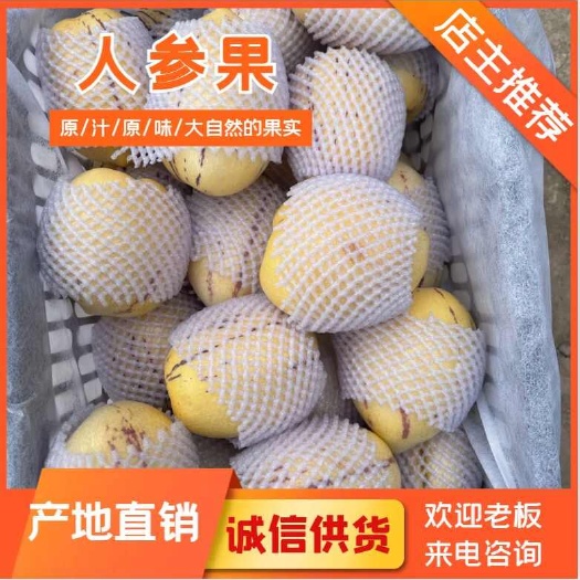 民勤县人参果 产地直销 大量供应
