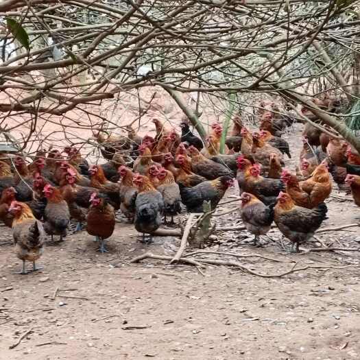 崇仁县崇仁麻鸡