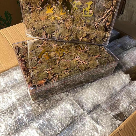 金线莲红霞整株无碎