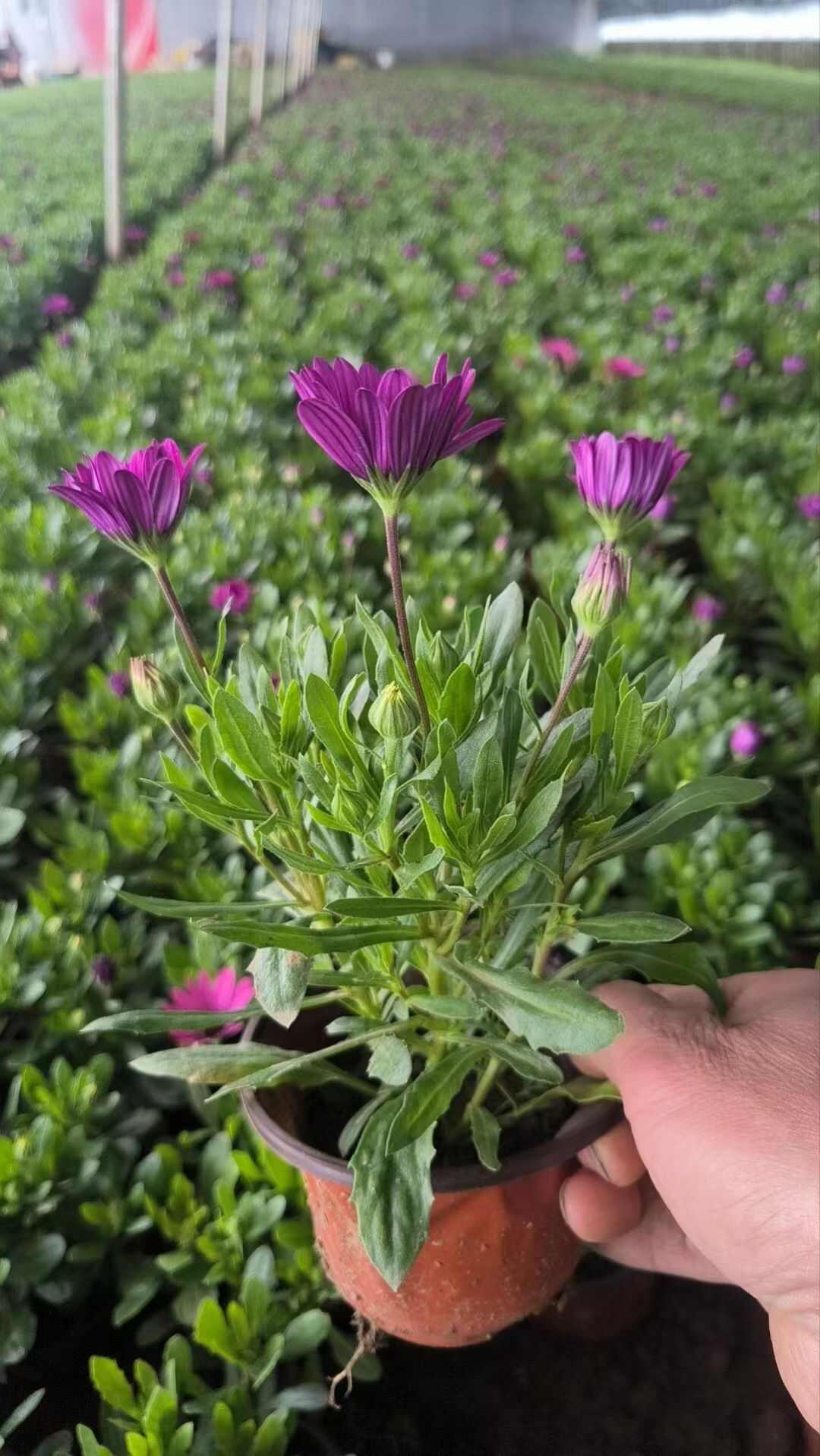 南非万寿菊，万寿菊，非洲万寿菊
