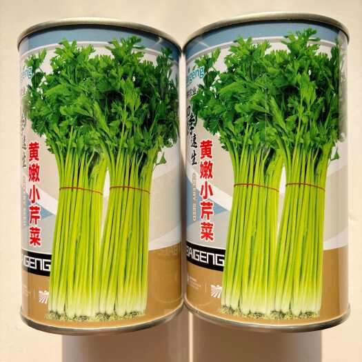 沭阳县黄嫩小芹菜种子速生黄嫩实心小香芹种子四季高产小棵芹菜种子