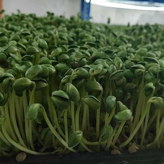 无锡精品土培黄豆芽苗菜