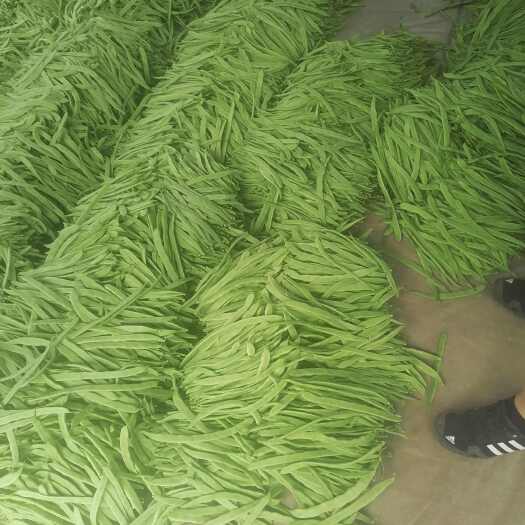 應(yīng)縣大扁架豆王小金豆青椒牛角圓菜各種蔬菜品種齊全歡迎各位老板