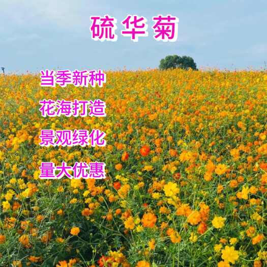 苏州硫华菊种子四季长青花种子 花海种子庭院盆栽花卉种子耐旱耐贫瘠