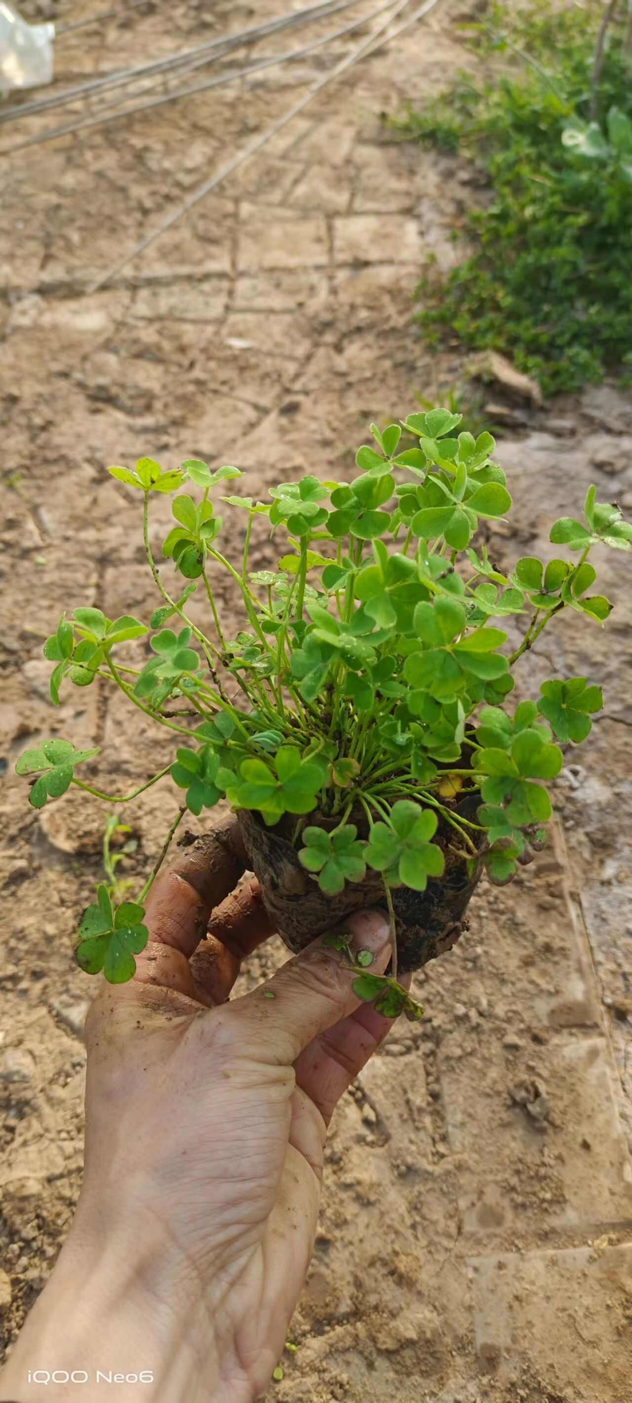 綠葉紅花醡漿草，紫葉白花醡漿草，炸醬草，榨漿草，