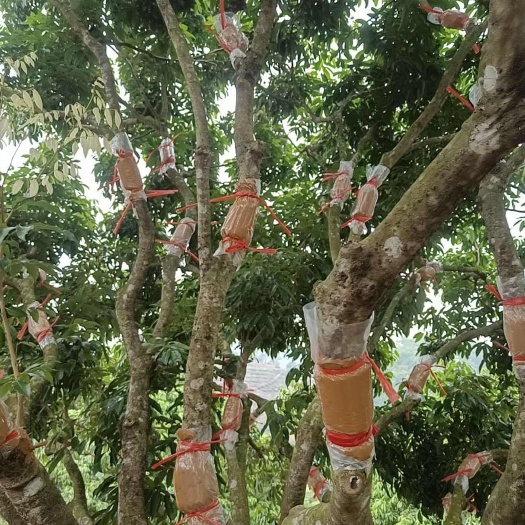 高州市桂味高压苗（树上割）