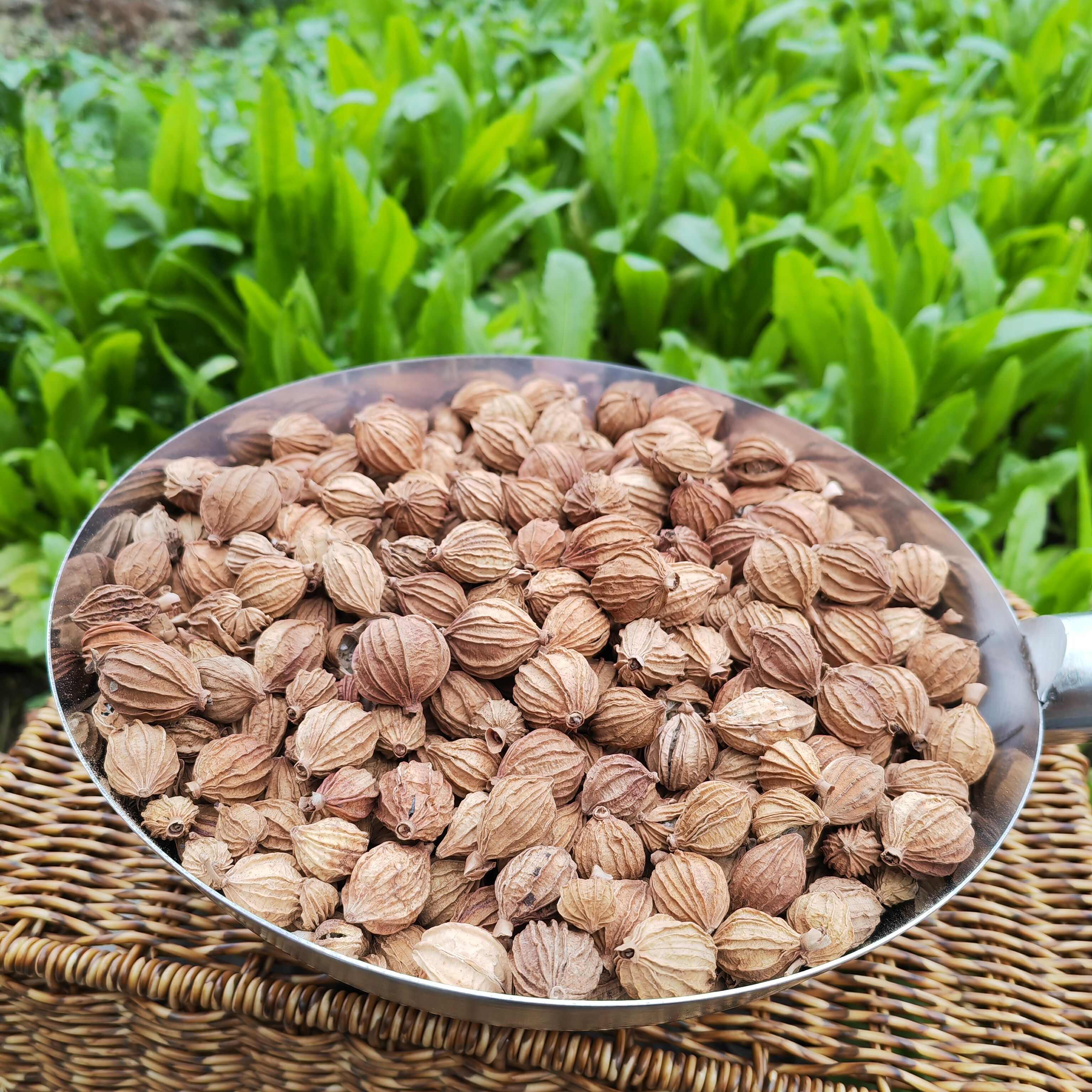 香砂仁香料卤料炖肉卤料批发2斤起批
