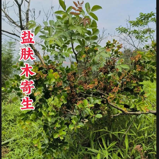 罗定市盐肤木寄生，盐霜柏寄生，头部带原木标记发货