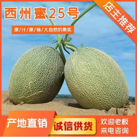 甘肃民勤哈密瓜西州蜜25号蜜瓜量大从优欢迎咨询