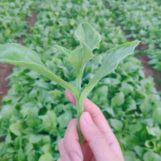 绵阳四川新鲜现摘鲜嫩脆爽非洲冰草冰菜冰叶冰花蔬菜沙拉火锅减脂生吃