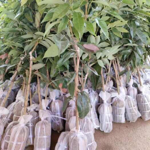灵山县荔枝苗