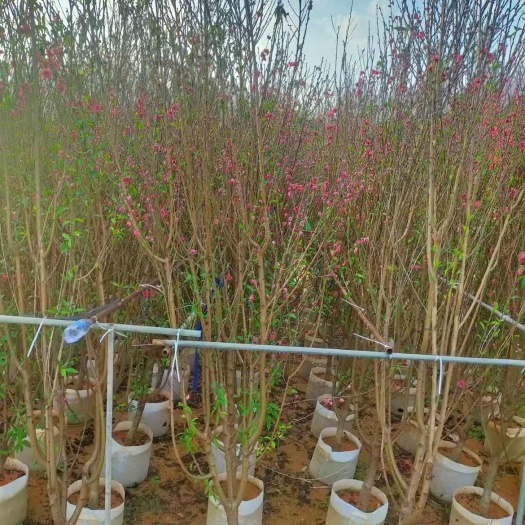 揭阳1-6公分碧桃，桃花袋苗