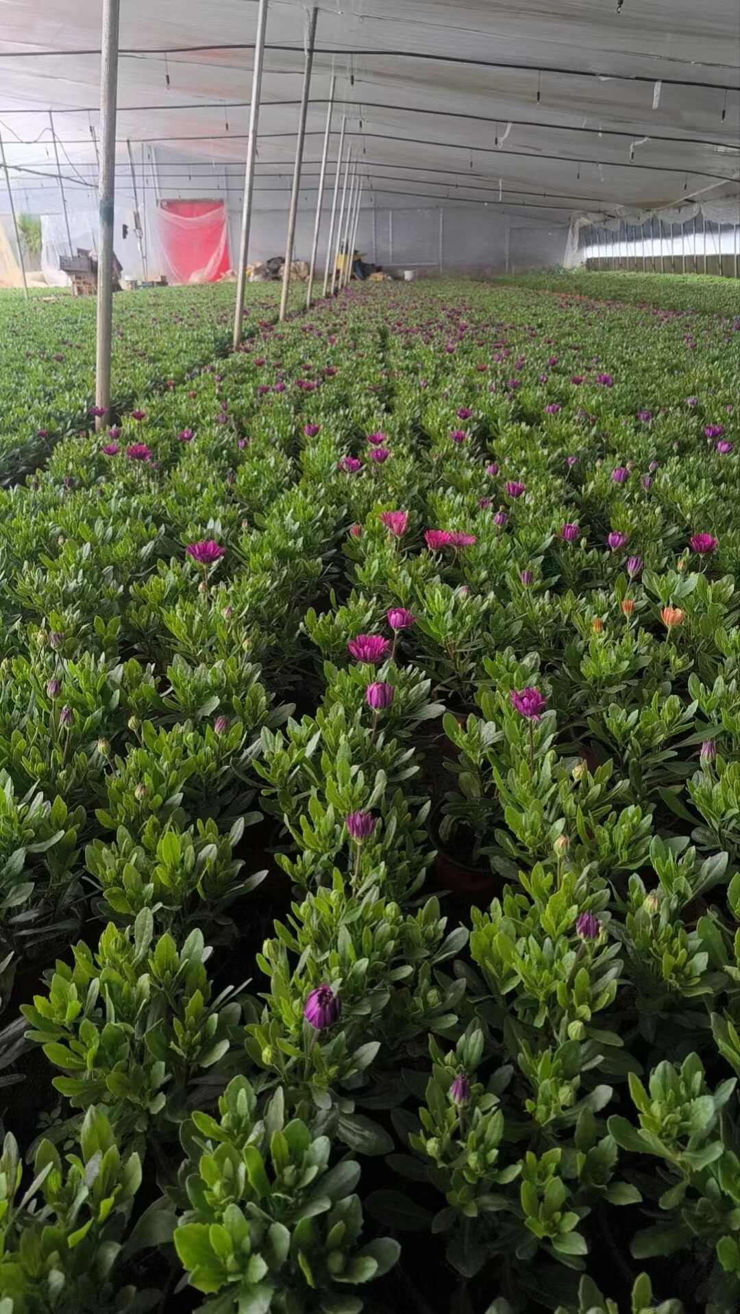 南非万寿菊，万寿菊，非洲万寿菊