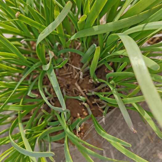 台前县韭菜，紫根韭菜 头茬韭菜