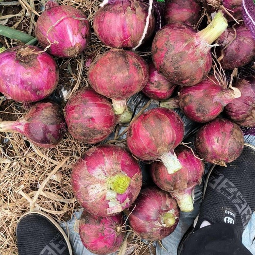 玉溪专业批发洋葱