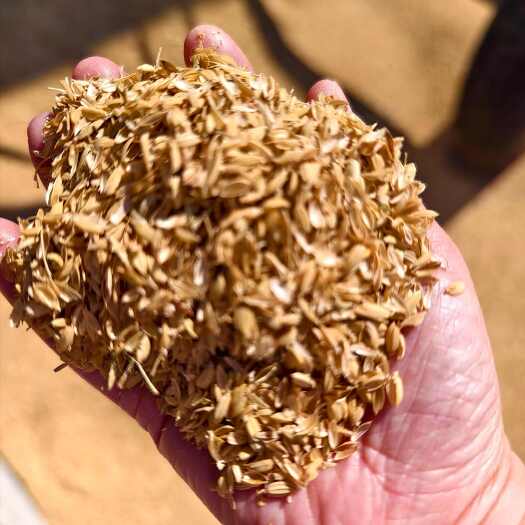集贤县稻壳 每月稻壳量500吨