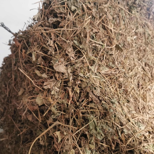 当阳市鱼腥草叶子