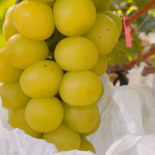 保定黑皇，红玫瑰，阳光，车厘子葡萄苗