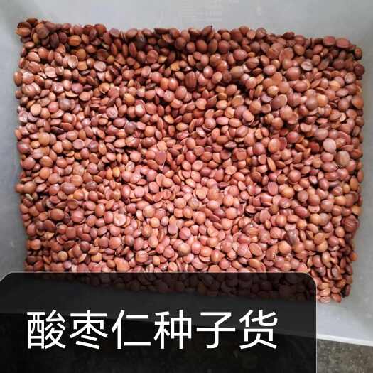 赞皇县国产酸枣仁种子