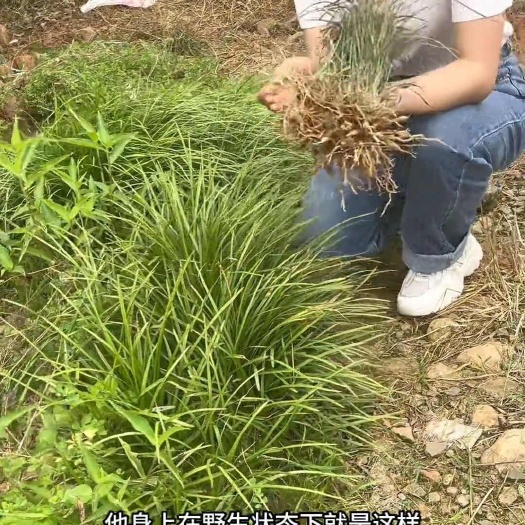 宜都市麦冬苗、麦冬草，对环境要求低成活率高