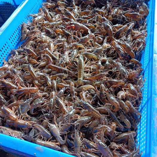 信阳本地原塘苗