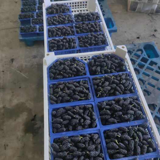 德昌县桑葚