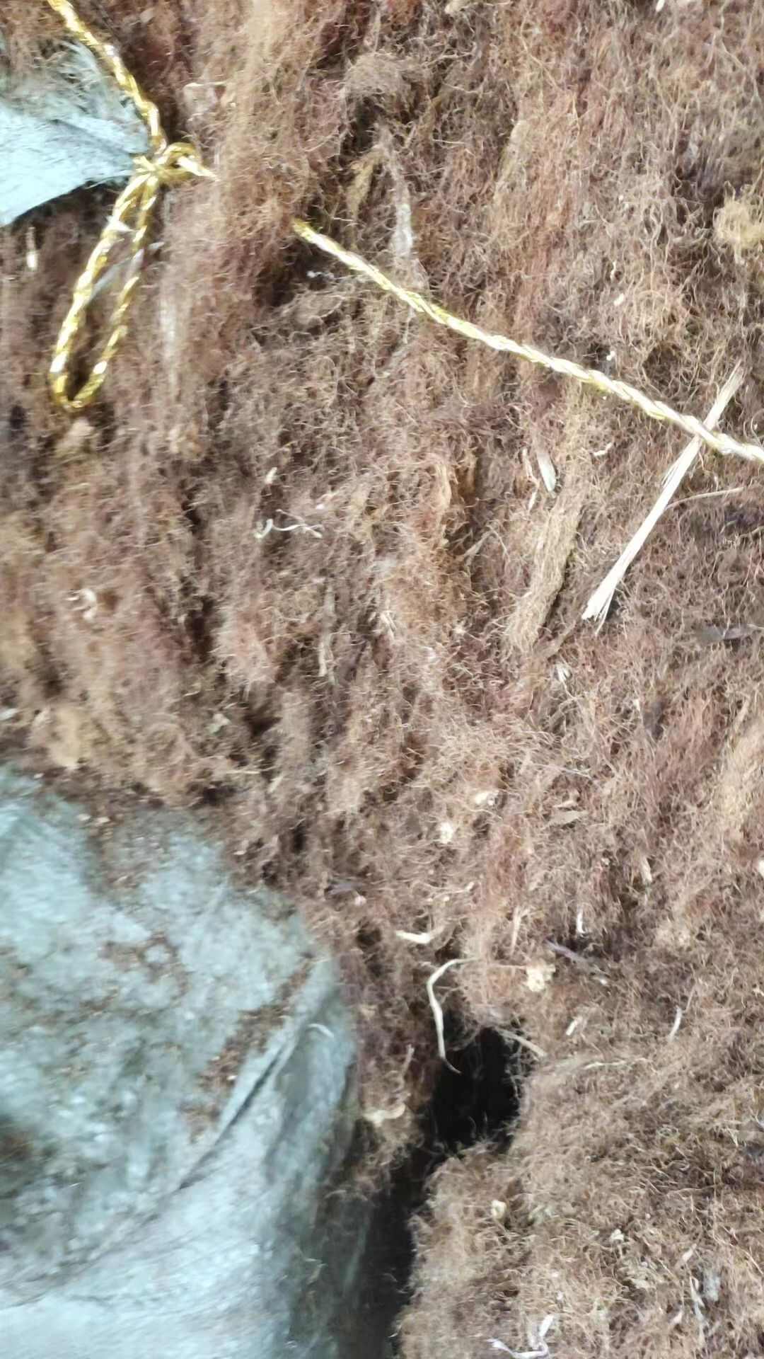 玉米须   大别山特产批发零售