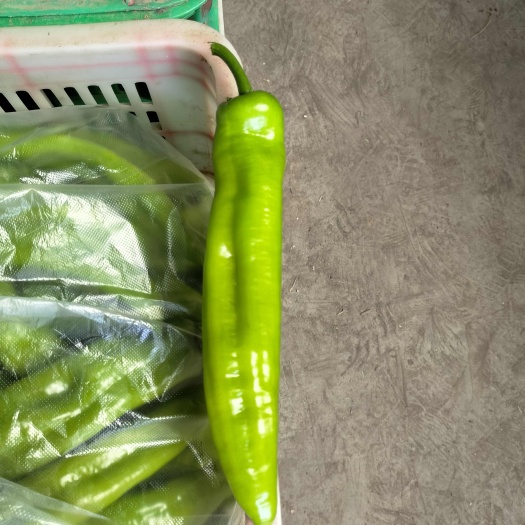 漯河大量精品黄皮椒