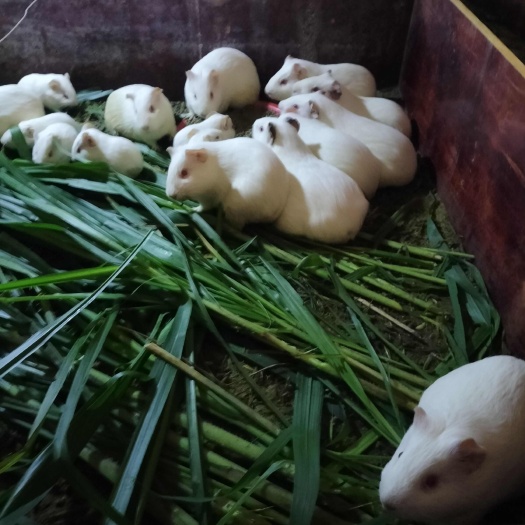 白豚鼠，鼠兔，又名荷兰猪，漂亮，精品