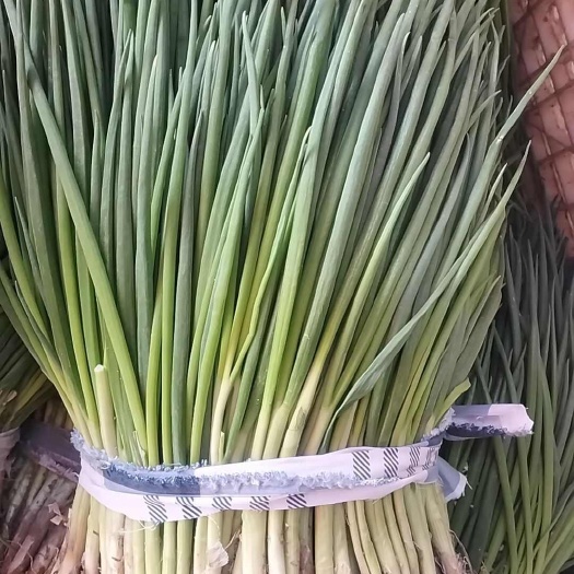 盐城小葱