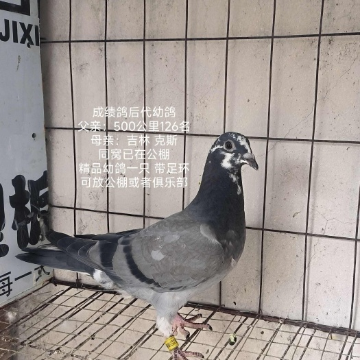 汕头血统鸽吉林克斯绩鸽后代幼鸽