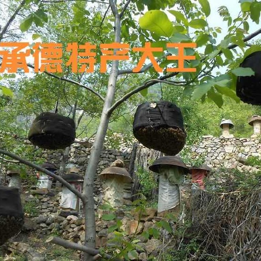 兴隆县中华蜜蜂，土蜂，山蜂。新分健康蜂群，整群出售，需自提。实拍