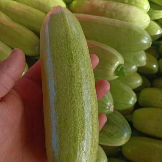 临漳县绿皮西葫芦，产地直发！大量现货……