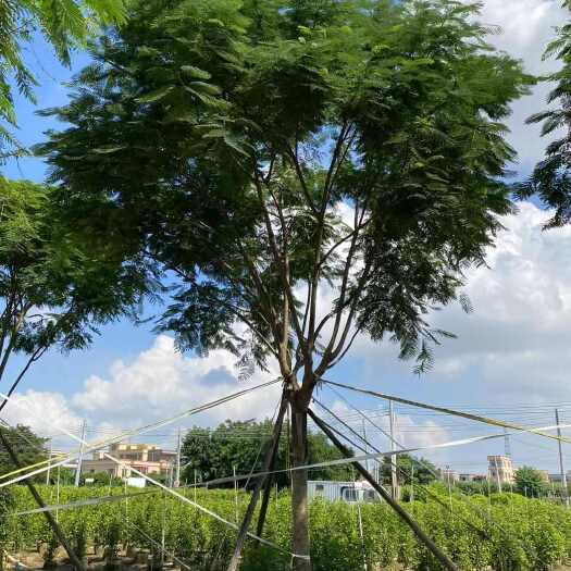 普宁市凤凰木树别名红花楹树全冠假植苗产地直发