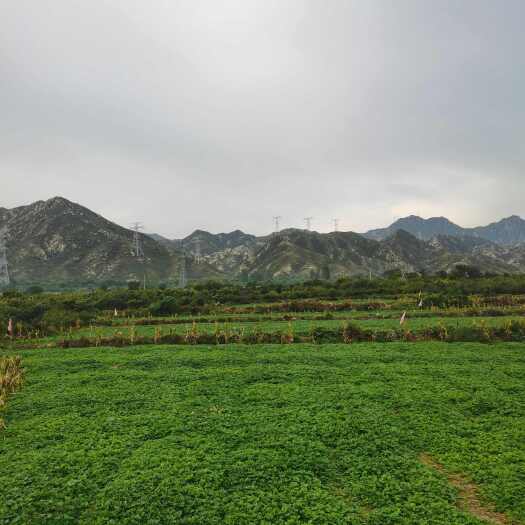 怀来县四季草莓 蒙特瑞 河北盆地北纬40°黄金地带育苗基地