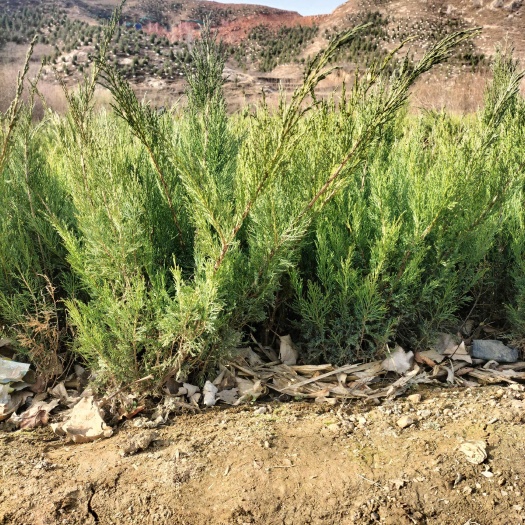 济南沙地柏基地大量出售批发