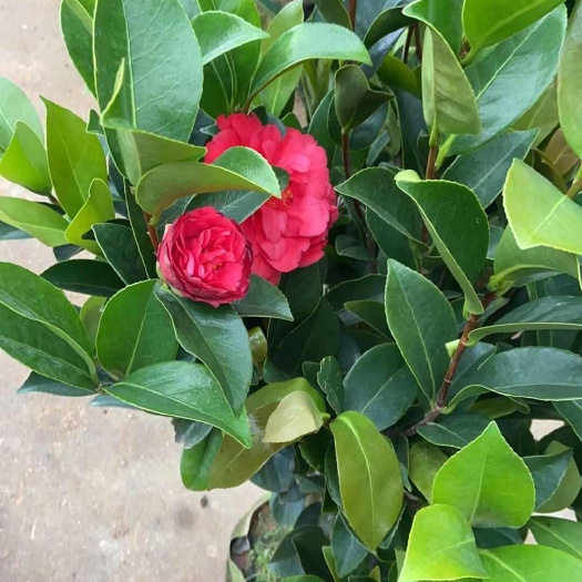 广州基地直销各种茶花