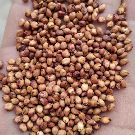 南阳优质大颗粒糯高粱（糯性好）产地直发，酿酒，可食用，货源充足。