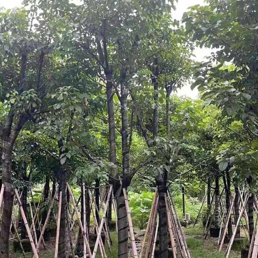 广东揭阳秋枫树大骨架精品假植苗产地批发出售