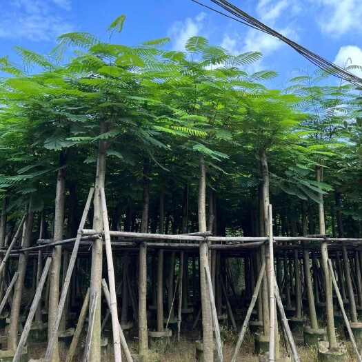 普宁市凤凰木树10-20公分截杆发帽袋苗价格优惠
