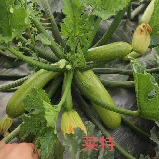 夏邑县露地耐热西葫芦种子