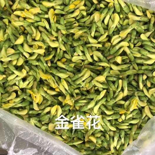 昆明云南野生金雀花